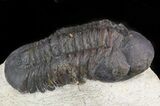 Bargain, Reedops Trilobite - Atchana, Morocco #47430-2